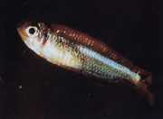Tyttocharax atopodus Snor tetra