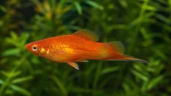 Xipho platy (Platte epée)