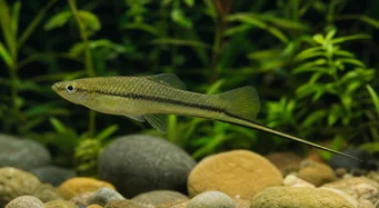Xiphophorus montezumae (Montezuma zwaardhouder)