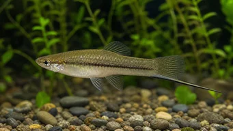 Xiphophorus neuzalanahotl (Gevlekte zwaard)