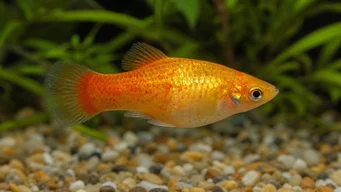 Xiphorus maculatus (Xipho Green of Xipho Wild)