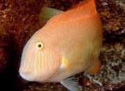 Xyrichthys novacula Parel