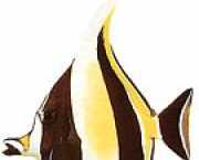 Zanclus canescens Snijmans