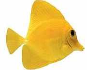 Zebrasoma flavescens Gele chirurg