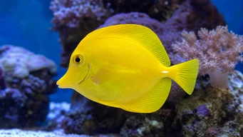 Zebrasoma flavescens (Gele chirurg)