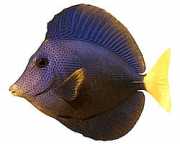 Zebrasoma xanthurum Geel -tail acanthure