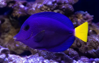 Zebrasoma xanthurum Geel -tail acanthure