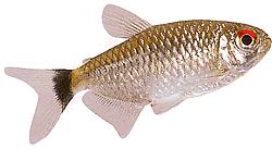 Moenkhausia oligolepis (Moenkhausia met rode ogen)