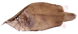 Monocirrhus polyacanthus (Brandweerman)