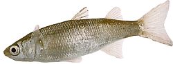 Mugil labrosus (Muilezels met grote lippen)
