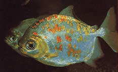Myleus rubripinnis luna (Metynnis-lune met rode haak)