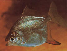 Myleus rubripinnis rubripinnis (Metynnis met rode haak)