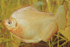 Mylossoma duriventre (Pacou-meule, zilveren myleus)