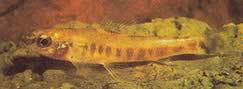 Nannocharax macropterus Afrikaanse tetra-flechete met grote vinnen