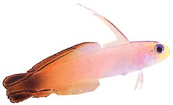 Nemateleotris magnifica (Vuur gobie)