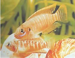 Neolamprologus brevis
