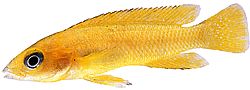 Neolamprologus leleupi