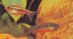 Neolebias ansorgii (Characin de Ansorge, Rouge du Kameroen)