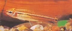 Neolebias trilineatus Afrikaans karakter met drie banden
