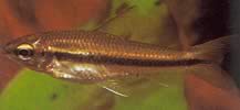 Neolebias unifasciatus Black Neolebias, African Charakin to a Band
