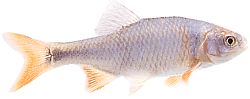 Notropis lutrensis (Amerikaanse ide met rode vinnen)