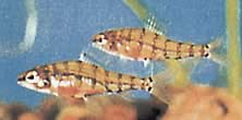 Odontocharacidium aphanes Odontocharacidium muizen
