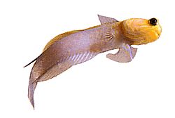Opistognathus aurifrons (Opistognathe aan de voorkant doré)