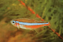 Paracheirodon simulans Blauwe neon