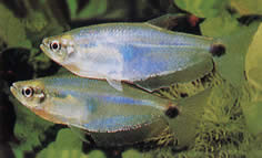 Paragoniates alburnus (Blauw glas tetra, tetra-pasca)