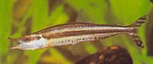 Paraphago rostratus Gestreepte phago