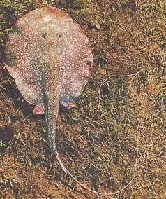 Paratrygon orbicularis (Orbiculaire lijn)