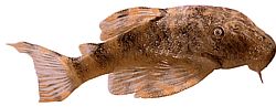 Peckoltia pulcher Dwerg Battleship meerval