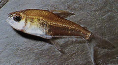 Phenacogaster megalostictus Grote vlekglas tetra