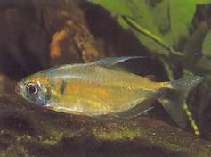Phenacogrammus ansorgii