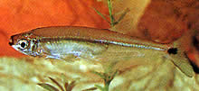 Piabucus dentatus Tetra Piabuco Denté