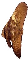 Platax orbicularis Orbiculaire vleermuisvissen
