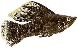 Poecilia latipinna (Molly sluier)