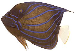 Pomacanthus annularis Ringvis