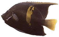 Pomacanthus maculosus Engel vis in croissant