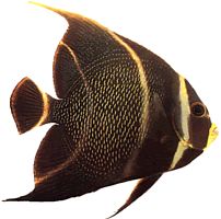 Pomacanthus paru (Franse engel)