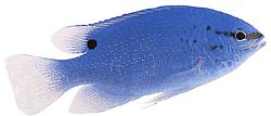Pomacentrus caeruleus Blauwgroene dame