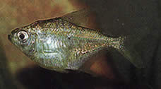 Poptella longipinnis