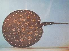 Potamotrygon leopoldi