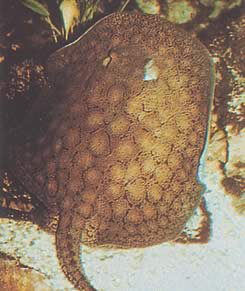 Potamotrygon reticulatus Herbouwde zoetwaterlijn