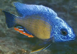 Protomelas steveni taiwan Fenestratus Taiwan, Steveni Taiwan