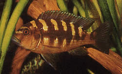 Pseudotropheus crabo (Pseudotropheus kameleon)