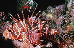 Pterois sphex