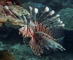 Pterois volitans (Vissen scoren)