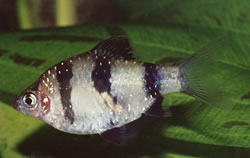 Puntius nigrofasciatus Rode hoofd Beardbus, bebaarde nigor