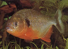 Pygocentrus caribe Scapulaire sparanha